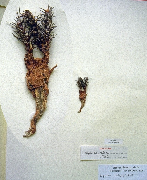 Euphorbia eilensis; Kew specimen